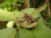 FieldOccurrence 106; 666b5f2c-c72c-4865-b447-e2b7aeaaa8bb; S Pare near Kisiwani dry forest, 2018/05/??: pair mating. (FieldOccurrence).