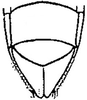 Subgenital plate: !! display not done !! on Davisonia major (Dorst, 1931): genital capsule, ventrally. (Observation).