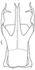 Aedeagus, ventral view on Chaparea Linnavuori, 1959: Aedeagus, ventral view. (Observation).