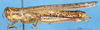 CollectionObject 1537635; 3bd040f5-db7f-4e13-b6ad-9cd8723017d7: female, lateral view (paratype). (CollectionObject).