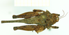 CollectionObject 1586180; 65e16a48-6f86-4c54-9b9f-2def91156732: female, dorsal view. (CollectionObject).