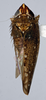 Habitus, dorsal view: (Observation).