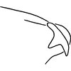 Pygofer, lateral view on Erythridula penelutea (Beamer, 1930): Pygofer (paratype), lateral view. (Observation).