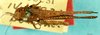 CollectionObject 1505138; de091cd1-2398-42cc-839a-1333297f3be8, DORSA D022XF01: female, dorsal view (syntype). (CollectionObject).
