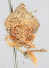 Head: !! display not done !! on Telamona modesta Goding, 1893: (Observation).