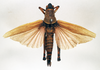 CollectionObject 1540696; 84c11b1e-c2da-4a80-9389-8ac25e68fef3: female, dorsal view (lectotype of Poekilocerus roseipennis). (CollectionObject).