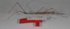 CollectionObject 1559568; a734e7aa-833b-4aae-8f81-61bfa64e1f57: copyright ZSMC, Munich. male, lateral view (holotype). (CollectionObject).