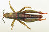CollectionObject 1571019; 2c504eb2-f4cc-48de-8c25-e376d1d331b2: male, dorsal view (paratype). (CollectionObject).