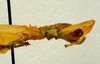 CollectionObject 1561225; 26a2b213-b116-4406-9dd7-a8a0fa79c27d: copyright ANSP. female: head and thorax, lateral view (holotype). (CollectionObject).