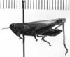 CollectionObject 1523991; 3409b3d8-6e93-462d-907a-9dbda1ea798f: Image Carbonell, C.S. male, lateral view (syntype). (CollectionObject).
