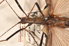 CollectionObject 1561454; 23e893d9-9a73-41bd-bcdb-62c55e4010cc: copyright OUMNH. female: head & thorax, dorsal view (syntype). (CollectionObject).;CollectionObject 1561455; d4690fb8-82db-4776-a5e6-00b5fb32a05f: copyright OUMNH. female: head & thorax, dorsal view (syntype). (CollectionObject).