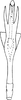 Aedeagus, ventral view on Distantasca barawa (Dworakowska, 1981): Aedeagus, ventral view. (Observation).