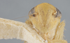 Head: !! display not done !! on Chlorotettix borealis Sanders & DeLong, 1917: Head/Face. (Observation).