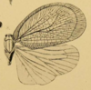 Habitus, dorsal view: !! display not done !! on Flatosoma signoreti Melichar, 1902: (Observation).
