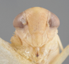 Head on Athysanella (Athysanella) krameri Blocker, 1988: Head. (Observation).