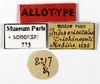 CollectionObject 1587498; MNHN(SF IMPORT DUPLICATE) MNHN-EP-EP775, e09ac870-faf4-47bb-87f7-31bc46dc2dbb: CC BY-NC-ND 4.0/MNHN - Depraetere Marion - 2014. Paratype, female, of defranceschii Grandcolas, 1993. Specimen number: MNHN-EP-EP775. http://coldb.mnhn.fr/catalognumber/mnhn/ep/ep775. (CollectionObject).