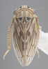 Habitus, dorsal view: !! display not done !! on Aceratagallia (Aceratagallia) sanguinolenta (Provancher, 1872): Dorsal. (Observation).