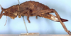 CollectionObject 1567204; 805e0d0d-12ca-4458-8bd4-acce9a637efa: female, lateral view (paralectotype). (CollectionObject).