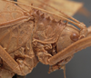 CollectionObject 1505746; 9f68e04d-51bb-487f-94c0-1a7ca2385d50: female pronotum, lateral view (holotype). (CollectionObject).