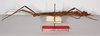 CollectionObject 1560203; dfbbd8a8-bc06-4456-b729-bfed6cc1503f: copyright ZMB, Berlin. female, lateral view of Promachus lobatipes (syntype). (CollectionObject).;CollectionObject 1560204; ea6c4cc5-cf97-4d39-93e4-7f27dc78540c: copyright ZMB, Berlin. female, lateral view of Promachus lobatipes (syntype). (CollectionObject).