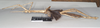 CollectionObject 1557433; NHMUK(SF IMPORT DUPLICATE) 844930, ae911a28-f49d-4ed8-bcfe-603443d84339: copyright Natural History Museum, London. female, lateral view of synonym Bactrododema aculiferum (syntype). (CollectionObject).