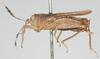 CollectionObject 1576819; 8a346e54-fbb5-4022-9dbf-aa5e01f6e5c0: female, lateral view (paratype of Phaestus sumatrensis). (CollectionObject).