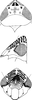 Head on Colistra parvulus (Linnavuori, 1961): Head, pro-, and mesothorax. (Observation).