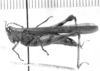 CollectionObject 1525205; e641fcf8-bf75-4bb9-a4ad-421ed41c9045: female (syntype of Omalotettix meridionalis). (CollectionObject).