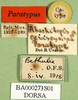 CollectionObject 1565553; 5e343dcb-e5e0-4648-9518-8d6b6fa218d6: labels (paratype of Rhachitopis ceraseus). (CollectionObject).