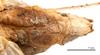 CollectionObject 1475599; c97e7739-249b-4dae-bf76-d02f6a7dd1c7: male abdomen, ventral view (holotype). (CollectionObject).