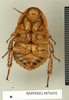 CollectionObject 1573029; ea187e95-bc4d-45e8-90ac-8177b2adbaa1: Copyright Natural History Museum, London. Non-type (adult male) in BM(NH). Ventral view. (CollectionObject).