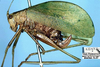 CollectionObject 1564988; 08e2a101-f96d-41fe-bb73-e3b9b3538209: female, lateral view (paratype). (CollectionObject).