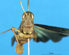 CollectionObject 1580243; c4729aa0-fd9b-4ac6-a82f-ea8daa2716e4: male, frontal view (paratype). (CollectionObject).