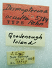 CollectionObject 1523770; 4c4c0106-366d-4fe0-bd20-8f0aef6940f6: female, labels (holotype). (CollectionObject).