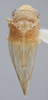 Habitus, dorsal view: (Observation).