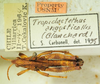 CollectionObject 1498704; 3bf993fa-f4d9-4590-a71f-ebb83badc3be: male with labels. (CollectionObject).