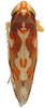 Habitus, dorsal view: Habitus (OSU collection). (Observation).