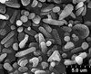 Brochosomes: !! display not done !! on Cuerna alba Oman & Beamer, 1944: CR780 | U.S.A., New Mexico, Otero Co., White Sands NM, Rakitov R. [#02-39], 17-21 Jul 2002 | INHS. (Observation).