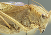 CollectionObject 1505878; d933f830-6bdd-4241-b166-0465ee622bb9: male pronotum lateral (syntype). (CollectionObject).;CollectionObject 1505879; 8a29884e-38dd-469c-a700-256fd96f53de: male pronotum lateral (syntype). (CollectionObject).