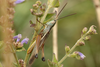 FieldOccurrence 3729; 3c71f228-8dc9-47a6-bc68-c4d5b654948a; Argentina: Córdoba: San Alberto
Ruta Provincial 34, Sendero de Brochero, 2026/03/04: (FieldOccurrence).
