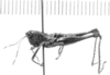 CollectionObject 1524842; 20a810c2-3fd3-4212-83b8-eb4488e16b43: male, lateral view (holotype). (CollectionObject).