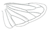 Hind wing: Athysanella magdalena, hindwing. (Observation).