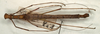 CollectionObject 1557575; NMW 1164, 002ec80e-62b1-451c-9d93-2e6278f590b0: copyright NMW, Vienna. male of synonym Calvisia commutata (holotype). (CollectionObject).