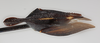 Habitus, dorsal view on Enchenopa ansera Funkhouser, 1943: (Observation).
