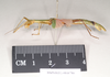CollectionObject 1559845; NHMUK(SF IMPORT DUPLICATE) 844786-844788, ea4a7d0d-2a59-4bd7-b5c8-1c0ec6194e6d: copyright Natural History Museum, London. female, lateral view of Marmessoidea phluctainoides (syntype). (CollectionObject).