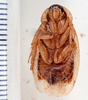 Dendroblatta insignis Hebard, 1926: Photo taken by Heidi Hopkins. (Otu).