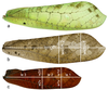 Eumecopoda cyrtoscelis cyrtoscelis (Karsch, 1888): Fig. 1a, b, c (reproduced with permission). left elytra (bright-field illumination): female (a, b), male (c). (Otu).