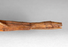 CollectionObject 1558810; 41431977-b50d-4ad8-96d6-f0cbb1fd52a6: copyright MNHU, Berlin. female: end of abdomen, lateral view (paralectotype). (CollectionObject).