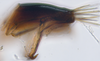 Pygofer, lateral view: (Observation).