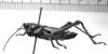 CollectionObject 1518630; a54aa526-e123-4daf-9d56-bf76767d57af: Image, Carbonell, C.S. at the British Museum, 1970. male, lateral view (holotype of Agriacris ferox). (CollectionObject).
